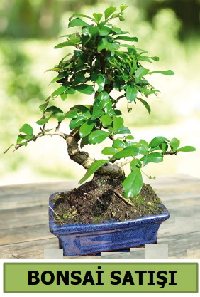 am bonsai japon aac sat  iek sat ankara balgat ieki 