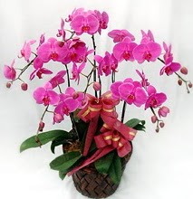 Sepet ierisinde 5 dall lila orkide  Balgat  ucuz iek , ieki , iekilik 