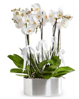 Be dall metal saksda beyaz orkide  Balgat online ieki telefonlar 