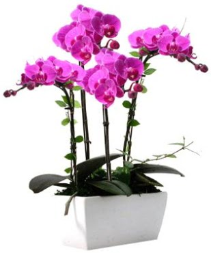 Seramik vazo ierisinde 4 dall mor orkide  iek sat ankara balgat ieki 
