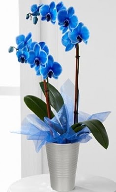 Seramik vazo ierisinde 2 dall mavi orkide  Ankara iekiler hediye iek yolla 