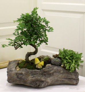 Aa ktk ierisinde bonsai ve sukulent  Ankara nternetten iek siparii 