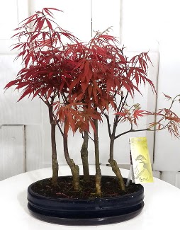 5 adet japon akaaa bonsai iei  iek sat ankara balgat ieki 