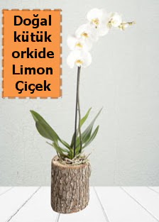 Doal ktkte tek dall beyaz orkide  Balgat Ankara iek gnderme 