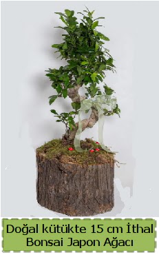 Doal ktkte thal bonsai japon aac  Balgat iek gnderme sitemiz gvenlidir 