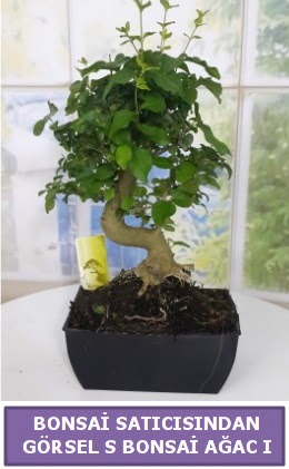 S dal erilii bonsai japon aac  iek sat ankara balgat ieki 