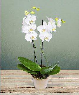 ift dall beyaz orkide sper kalite  Balgat iek gnderme sitemiz gvenlidir 