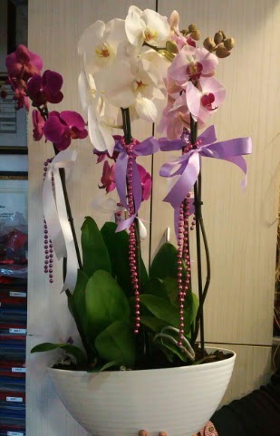 Mor ve beyaz ve pembe 6 dall orkide  Balgat  ucuz iek , ieki , iekilik 
