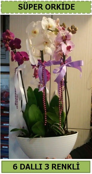 6 dallı 3 renk özel vazoda orkide çiçeği  çiçek satışı ankara balgat çiçekçi 