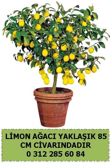 Limon aac bitkisi  iek sat ankara balgat ieki 