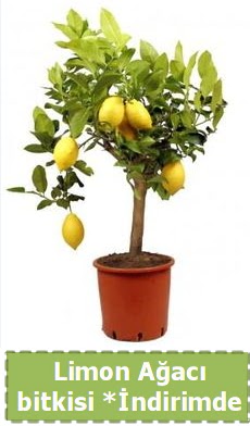 Limon aac bitkisi Ev iin limon bitkisi  Ankara iekiler hediye iek yolla 