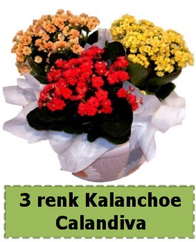 3 renk Kalanchoe Calandiva saks bitkisi  Balgat iek gnderme sitemiz gvenlidir 