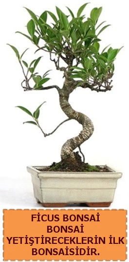 Ficus bonsai 15 ile 25 cm arasndadr  Balgat online ieki telefonlar 