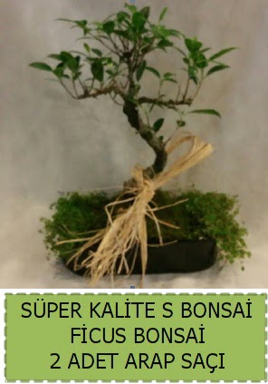 Ficus S Bonsai ve arap saçı  Balgat Ankara çiçek gönderme 