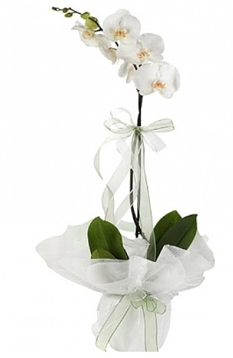 Tekli Beyaz Orkide  Balgat Ankara uluslararas iek gnderme 