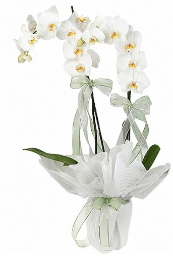 ift Dall Beyaz Orkide  hediye sevgilime hediye iek 