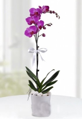 Tek dall saksda mor orkide iei  Ankara ieki maazas 