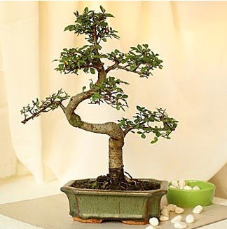 Shape S bonsai  balgat iek siparii Ankara iek yolla 