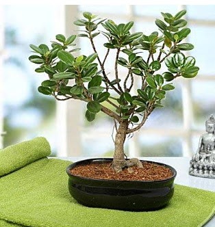 Lovely Ficus Iceland Bonsai  hediye sevgilime hediye iek 
