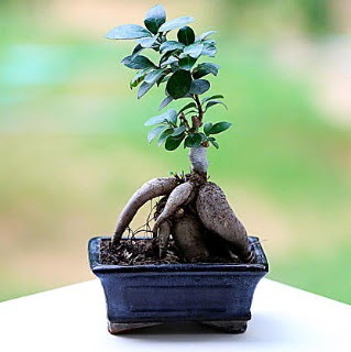 Marvellous Ficus Microcarpa ginseng bonsai  Balgat Ankara online iek gnderme sipari 