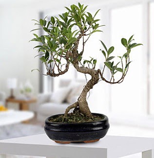 Gorgeous Ficus S shaped japon bonsai  yurtii ve yurtd iek siparii 