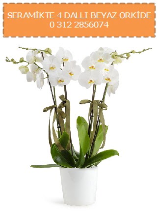 Seramikte 4 dall beyaz orkide  Ankara ieki maazas 