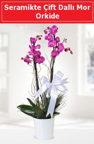 Seramikte ift Dall Mor Orkide  hediye sevgilime hediye iek 