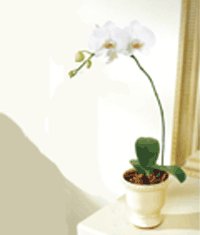  Balgat iek gnderme sitemiz gvenlidir  Saksida kaliteli bir orkide