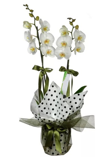 ift Dall Beyaz Orkide  Balgat Ankara iek online iek siparii 
