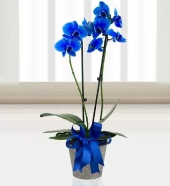 ift dall mavi orkide  iek sat ankara balgat ieki 