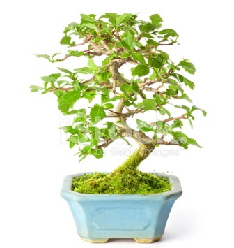 S zerkova bonsai ksa sreliine  balgat iek siparii Ankara iek yolla 