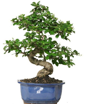 21 ile 25 cm aras zel S bonsai japon aac  Balgat Ankara iek gnderme 