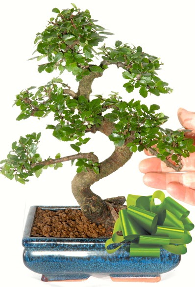 Yaklak 25 cm boyutlarnda S bonsai  Ankara internetten iek sat 