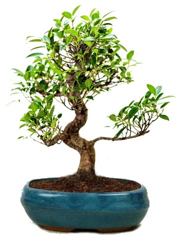 25 cm ile 30 cm aralnda Ficus S bonsai  Ankara nternetten iek siparii 