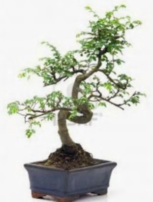 S gvde bonsai minyatr aa japon aac  iek sat ankara balgat ieki 