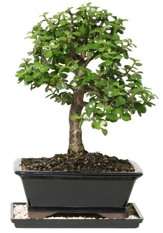 15 cm civar Zerkova bonsai bitkisi  Ankara internetten iek sat 