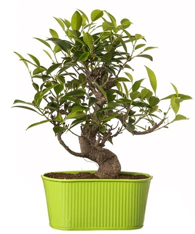 Ficus S gvdeli muhteem bonsai  Ankara internetten iek sat 