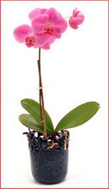  Balgat Ankara kaliteli taze ve ucuz iekler  Phalaenopsis Orchid Plant