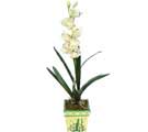 Özel Yapay Orkide Beyaz   Ankara 14 şubat sevgililer günü çiçek 