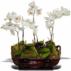  Ankara çiçekçiler hediye çiçek yolla  Sepet içerisinde saksi canli 3 adet orkide