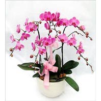  Balgat Ankara kaliteli taze ve ucuz çiçekler  3 adet saksi da orkide - yerli ege cins -