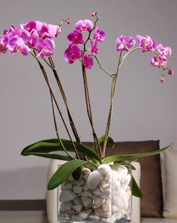  Ankara internetten çiçek satışı  2 dal orkide cam yada mika vazo içerisinde