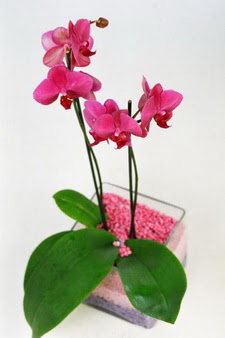  Ankara Balgat online internetten çiçek siparişi  tek dal cam yada mika vazo içerisinde orkide