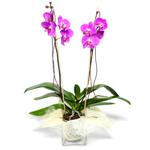  çiçek satışı ankara balgat çiçekçi  Cam yada mika vazo içerisinde  1 kök orkide