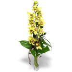  balgat çiçek siparişi Ankara çiçek yolla  cam vazo içerisinde tek dal canli orkide