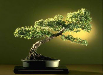 ithal bonsai saksi iegi  Ankara Balgat online internetten iek siparii 