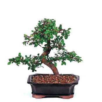 ithal bonsai saksi iegi  Balgat Ankara online iek gnderme sipari 