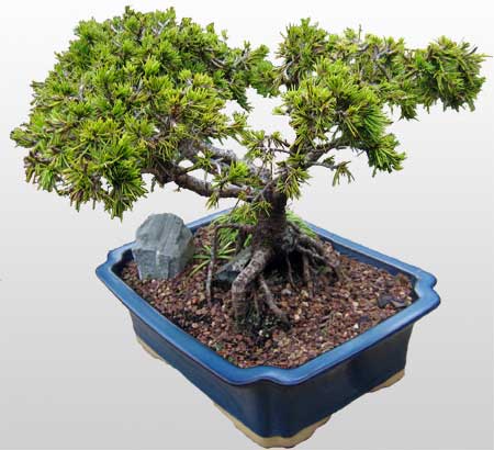 ithal bonsai saksi iegi  Ankara Balgat online internetten iek siparii 