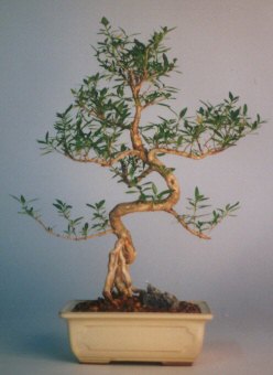  iek sat ankara balgat ieki  ithal bonsai saksi iegi  Balgat Ankara online iek gnderme sipari 