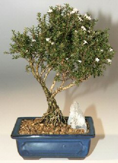  Ankara iekiler hediye iek yolla  ithal bonsai saksi iegi  Balgat online iek siparii vermek 
